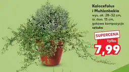 Kaufland Kalocefalus i Muhlenbekia oferta