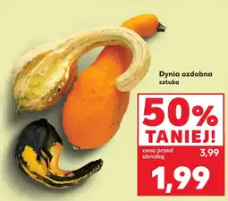 Kaufland Dynia ozdobna sztuka oferta