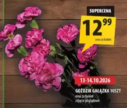 Arhelan Goździk Gałązka oferta