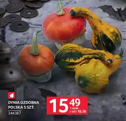 Selgros Dynia ozdobna Polska oferta