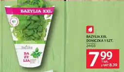 Selgros Bazylia xxl doniczka oferta