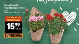 Delikatesy Centrum Róża doniczka w ozdobnej osłonce oferta