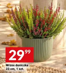 Twój Market Wrzos doniczka oferta