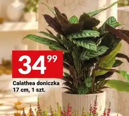 Twój Market Calathea doniczka oferta