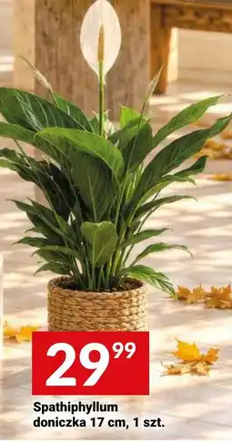 Twój Market Spathiphyllum doniczka oferta
