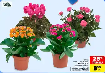 Kwiat CYKLAMEN, RÓŻA, KALANCHOE