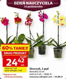 Auchan Storczyk, 1 pęd oferta