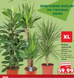 Kaufland Roślina zielona Xl alokazja oferta