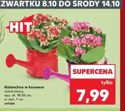 Kaufland Kalanchoe w konewce oferta