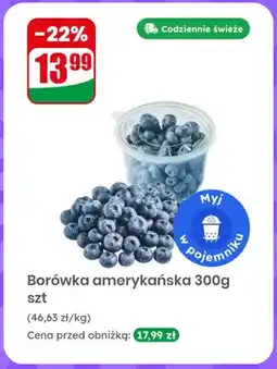 Dino Borówka amerykańska oferta