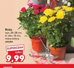 Kaufland Róża oferta