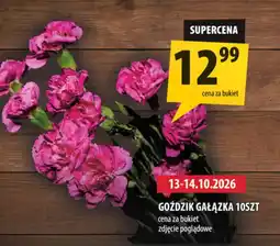 Arhelan Goździk oferta