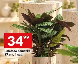Twój Market Calathea doniczka 17 cm oferta