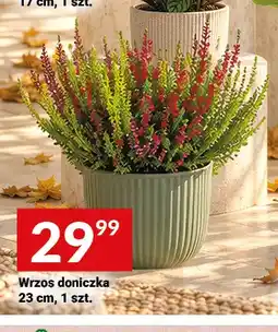 Twój Market Wrzos doniczka 23 cm oferta