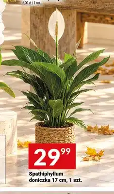 Twój Market Spathiphyllum doniczka 17 cm oferta