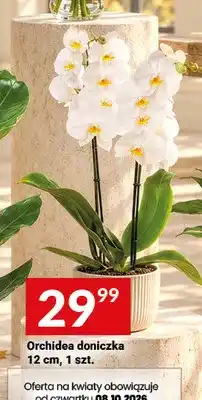 Twój Market Orchidea doniczka 12 cm oferta