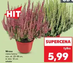 Kaufland Wrzos Hit oferta