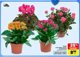 Carrefour Kwiat kalanchoe Zala Group oferta