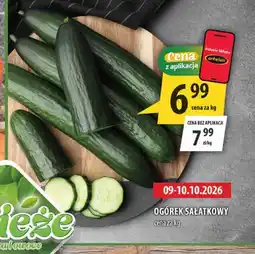 Arhelan Ogórki sałatkowe oferta