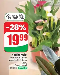 Dino Kalia mix oferta