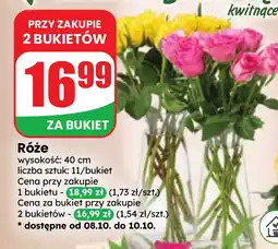 Dino Róże oferta