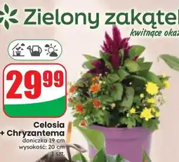 Dino Celosia + Chryzantema oferta