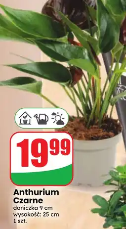 Dino Anthurium Czarne oferta