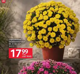 Selgros Chryzantema oferta
