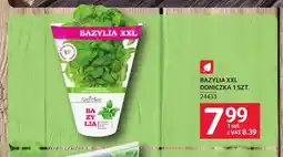 Selgros Bazylia XXL doniczka Baziolka oferta