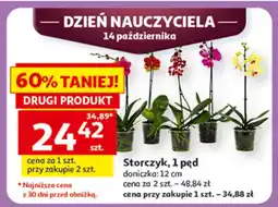 Auchan Storczyk oferta