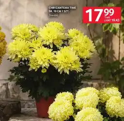 Selgros Chryzantema Time śr. 19 cm oferta