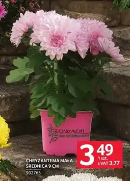Selgros Chryzantema mała średnica 9 cm oferta