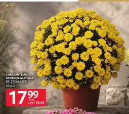Selgros Chryzantema drobnokwiatowa śr. 21 cm oferta