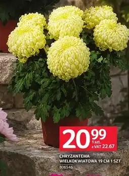 Selgros Chryzantema wielkokwiatowa 19 cm oferta