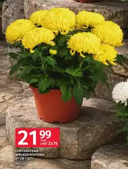 Selgros Chryzantema wielkokwiatowa 21 cm oferta