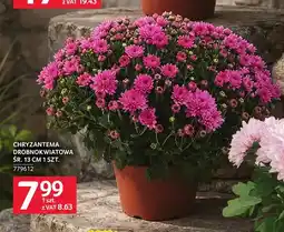 Selgros Chryzantema drobnokwiatowa śr. 13 cm oferta