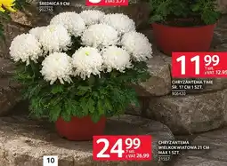 Selgros Chryzantema wielkokwiatowa 21 cm Max oferta