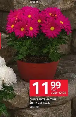 Selgros Chryzantema Time śr. 17 cm oferta