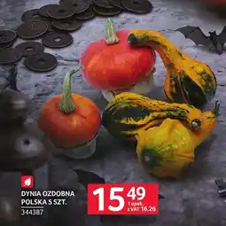 Selgros Dynia ozdobna polska 5 szt oferta