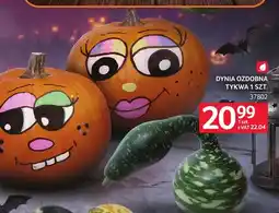 Selgros Dynia ozdobna tykwa oferta