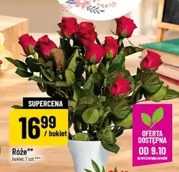 Polomarket Róże oferta