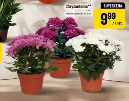 Polomarket Chryzantema oferta