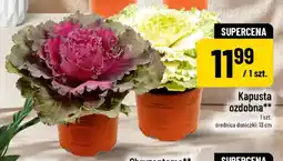 Polomarket Kapusta ozdobna oferta