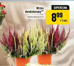 Polomarket Wrzos dwukolorowy oferta