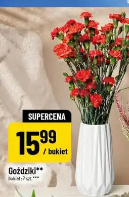 Polomarket Goździki oferta