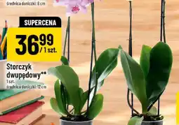 Polomarket Storczyk dwupędowy oferta