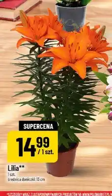 Polomarket Lilia oferta