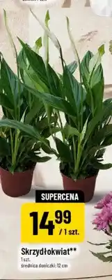 Polomarket Skrzydłokwiat oferta