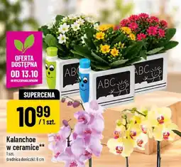 Polomarket Kalanchoe w ceramice oferta
