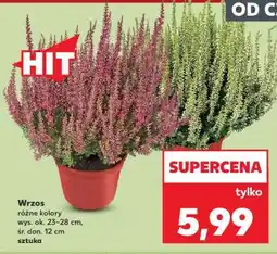 Kaufland Wrzos oferta